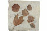 Six Fossil Leaves (Zizyphoides, Davidia and Macginitiea) - Montana #188740-1